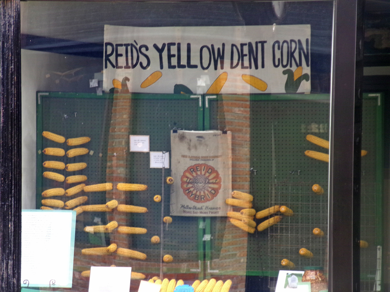 A bright tribute to agricultural innovation: Jeanie Farris’ window display at the Delavan Community Historical Society Museum, 319 Locust St., celebrates James L. Reid and the enduring legacy of his famed Yellow Dent corn.